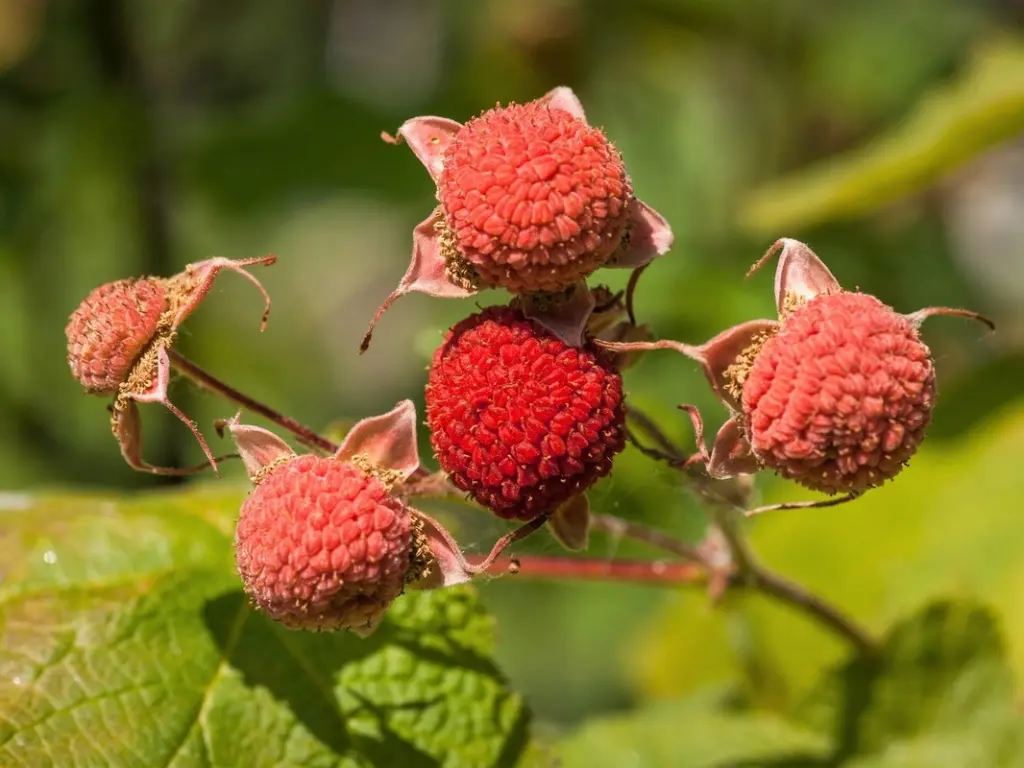 Thimbleberry fruits 