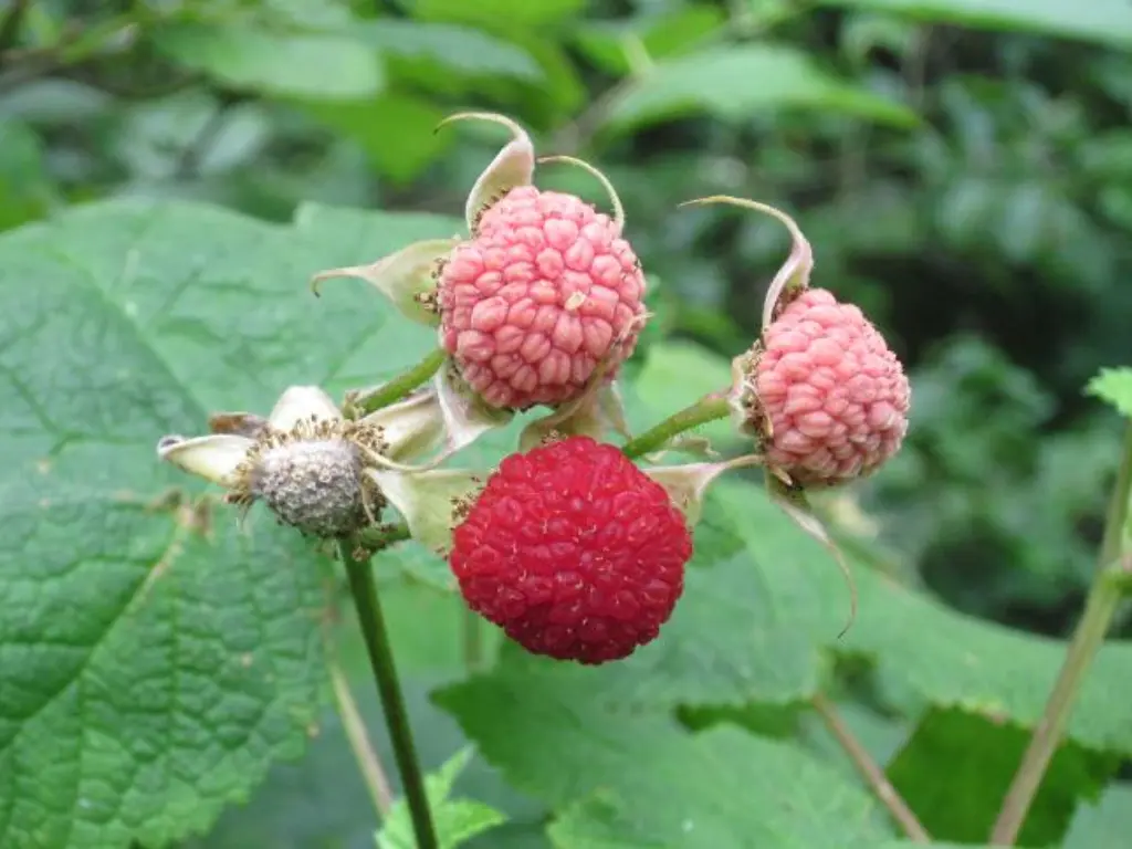 growing Thimbleberry