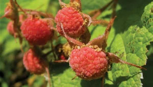 growing thimbleberry plants