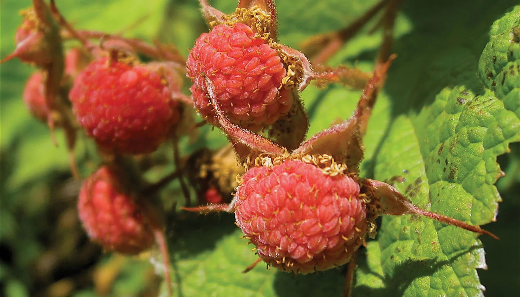 Growing Thimbleberry Plants: A Complete Guide for Gardeners