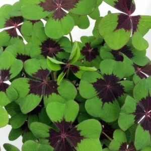 Iron Cross Shamrock Plant - 7 Inch Live Lucky Clover - Outdoor Garden
