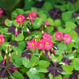 Iron Cross Shamrock Plant - 7 Inch Live Lucky Clover - Outdoor Garden