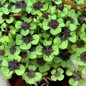 Iron Cross Shamrock Plant - 7 Inch Live Lucky Clover - Outdoor Garden