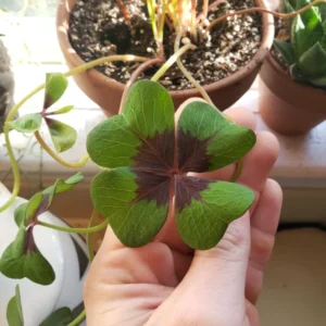 Iron Cross Shamrock Live Plant 6-8 Inch Potted Plant Indoor/Outdoor