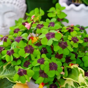 Iron Cross Shamrock Live Plant 6-8 Inch Potted Plant Indoor/Outdoor