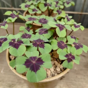 Iron Cross Shamrock Live Plant 6-8 Inch Potted Plant Indoor/Outdoor