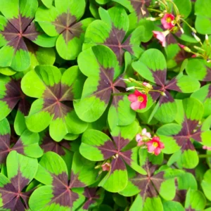 Iron Cross Shamrock Live Plant 6-8 Inch Potted Plant Indoor/Outdoor