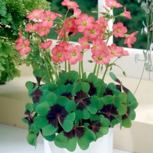Iron Cross Shamrock Live Plant 6-8 Inch Potted Plant Indoor/Outdoor