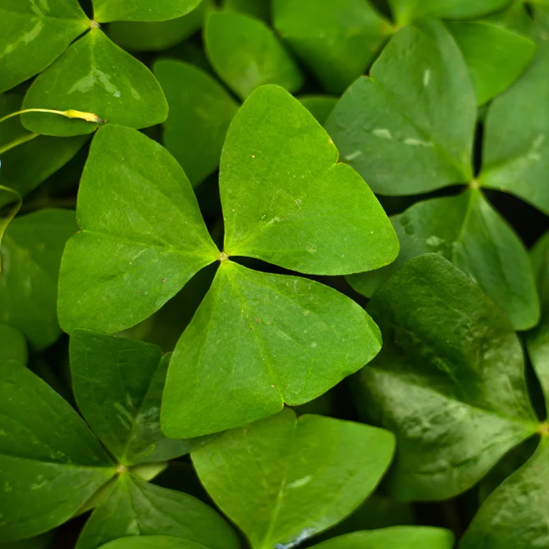 Green Shamrock Plant - 7 Inch Rooted Shamrock Live Plant - Outdoor Flowering Plant
