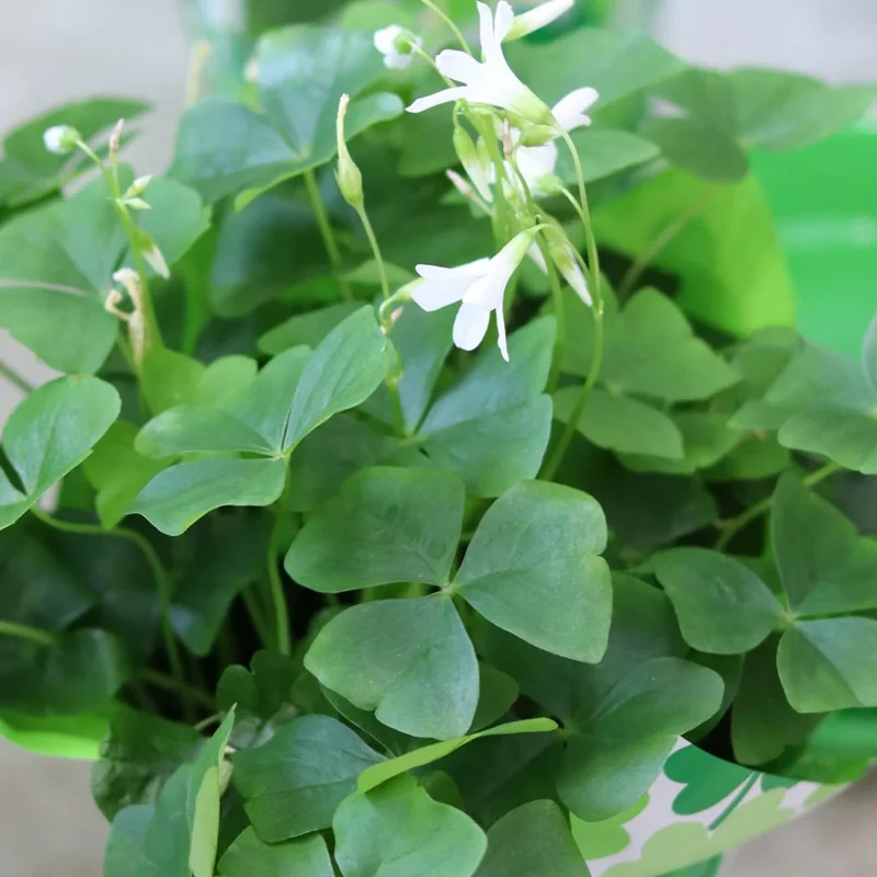 Green Shamrock Plant - 7 Inch Rooted Shamrock Live Plant - Outdoor Flowering Plant