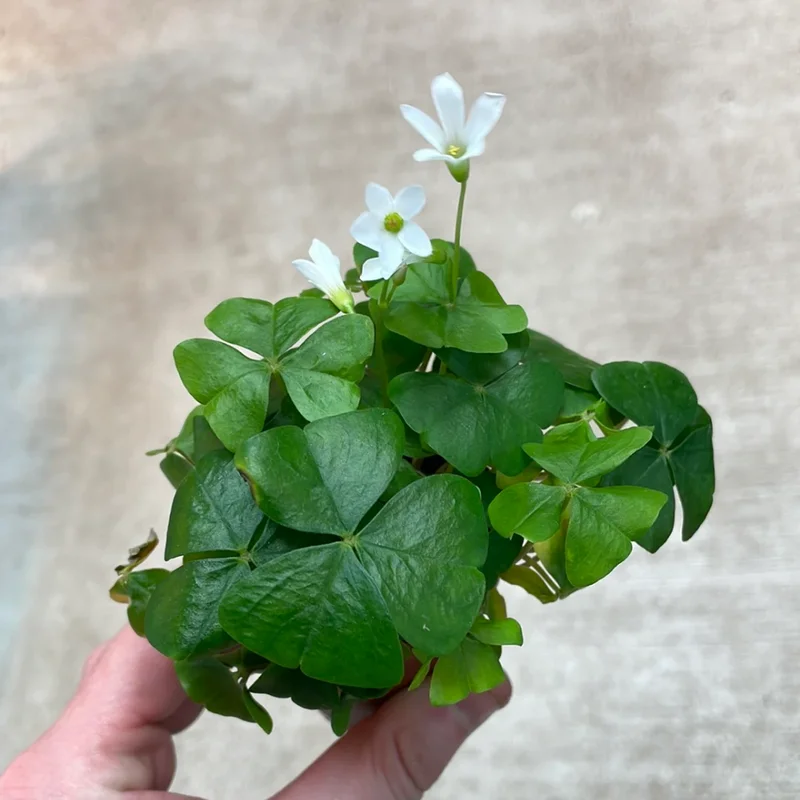 Green Shamrock Plant - 7 Inch Rooted Shamrock Live Plant - Outdoor Flowering Plant