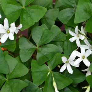 Green Shamrock Plant - 7 Inch Rooted Shamrock Live Plant - Outdoor Flowering Plant