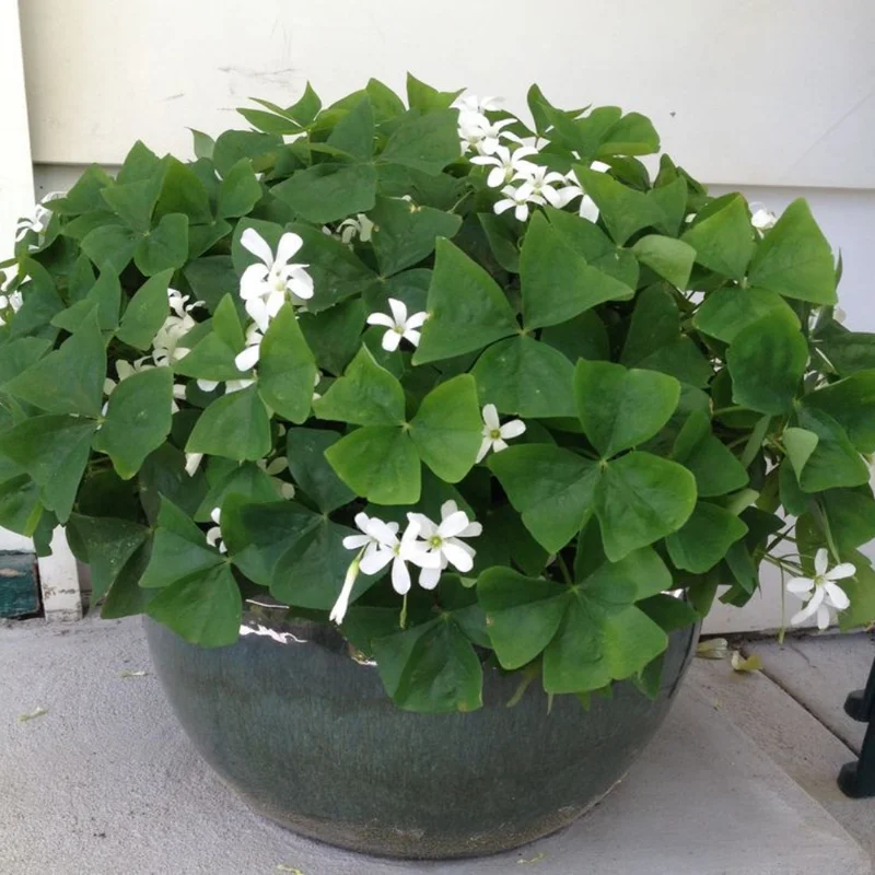 Green Shamrock Plant Live, 6-8 Inch, Well Rooted Starter Plant, Outdoor Gardens