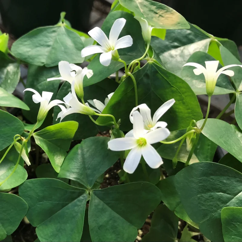 Green Shamrock Plant Live, 6-8 Inch, Well Rooted Starter Plant, Outdoor Gardens