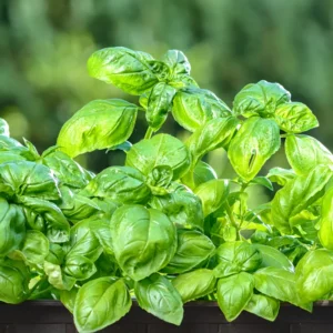 Basil Live Plant 8-10 Inch - Fresh Cooking Herb in 4 Inch Pot