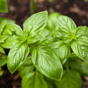 Basil Live Plant 8-10 Inch - Fresh Cooking Herb in 4 Inch Pot