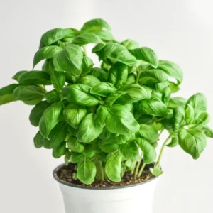 Basil Live Plant 8-10 Inch - Fresh Cooking Herb in 4 Inch Pot