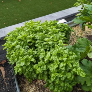 Basil Live Plant 8-10 Inch - Fresh Cooking Herb in 4 Inch Pot