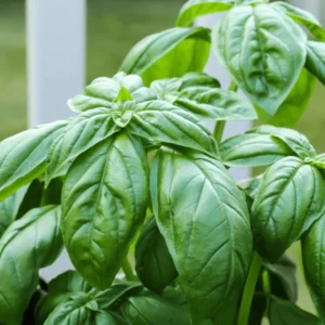 Basil Herb Plant - 9 Inch Live Culinary Herb - Indoor/Outdoor Gardening