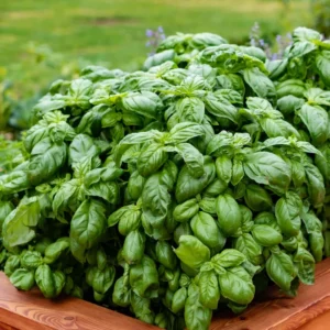 Basil Herb Plant - 9 Inch Live Culinary Herb - Indoor/Outdoor Gardening