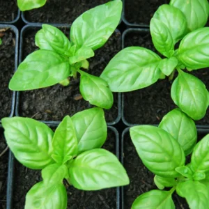 Basil Herb Plant - 9 Inch Live Culinary Herb - Indoor/Outdoor Gardening