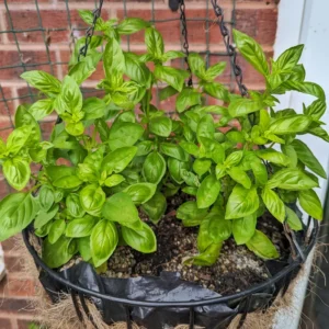 Basil Herb Plant - 9 Inch Live Culinary Herb - Indoor/Outdoor Gardening