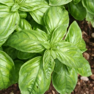 Basil Herb Plant - 9 Inch Live Culinary Herb - Indoor/Outdoor Gardening