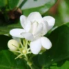 Arabian Jasmine Plant - Live 7 Inch Fragrant Shrub Starter Plant