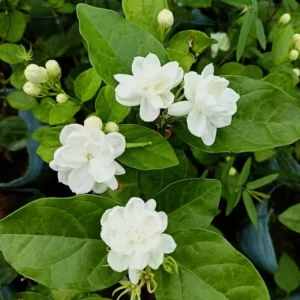 Arabian Jasmine Plant - Live 7 Inch Fragrant Shrub Starter Plant
