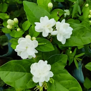 Arabian Jasmine Plant - Live 7 Inch Fragrant Shrub Starter Plant