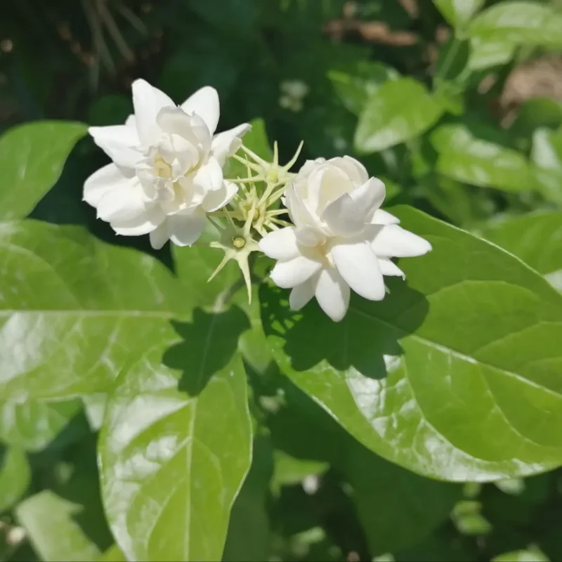 Arabian Jasmine Plant Live 10 Inch Fragrant Flower Vine Indoor Outdoor