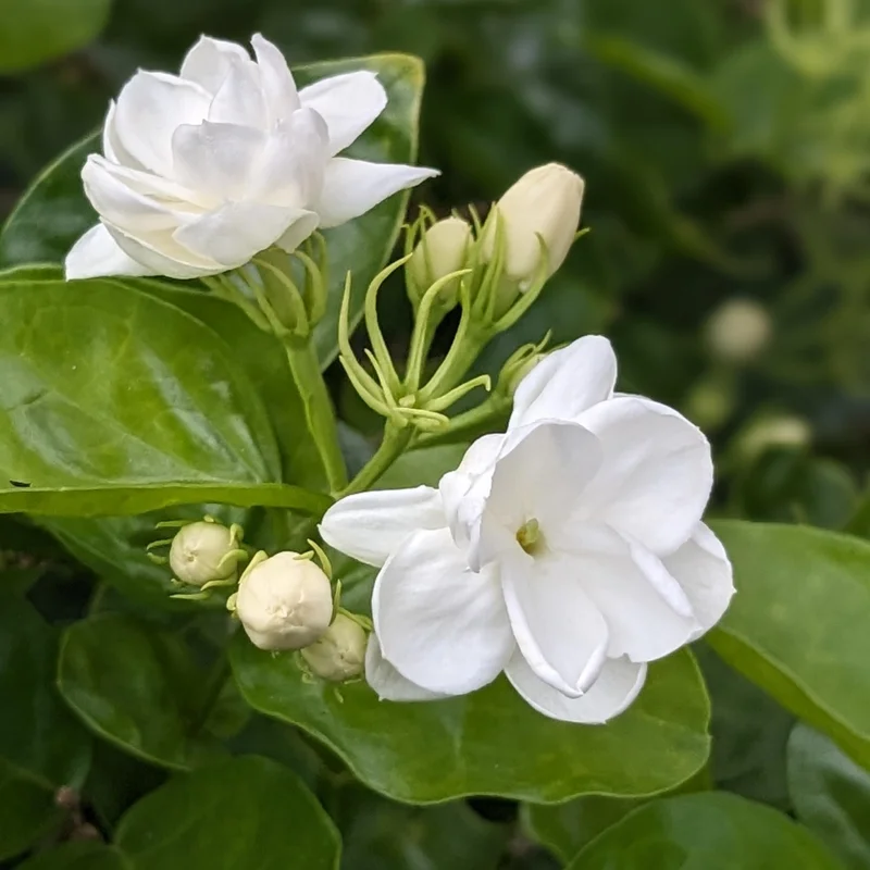 Arabian Jasmine Plant Live 10 Inch Fragrant Flower Vine Indoor Outdoor