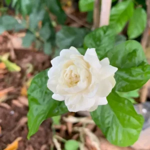 Arabian Jasmine Plant Live 10 Inch Fragrant Flower Vine Indoor Outdoor