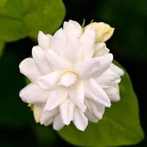 Arabian Jasmine Plant Live 10 Inch Fragrant Flower Vine Indoor Outdoor