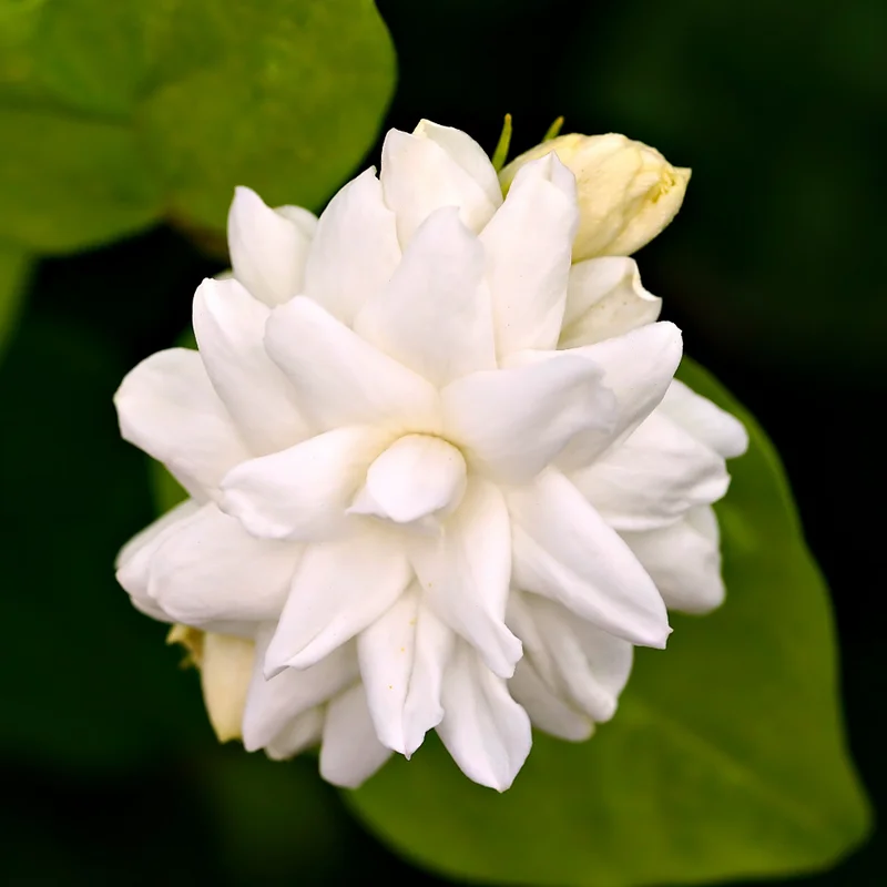 Arabian Jasmine Plant Live 10 Inch Fragrant Flower Vine Indoor Outdoor