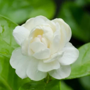 Arabian Jasmine Plant - Fragrant Vine, 12 Inch Well Rooted Live Plant