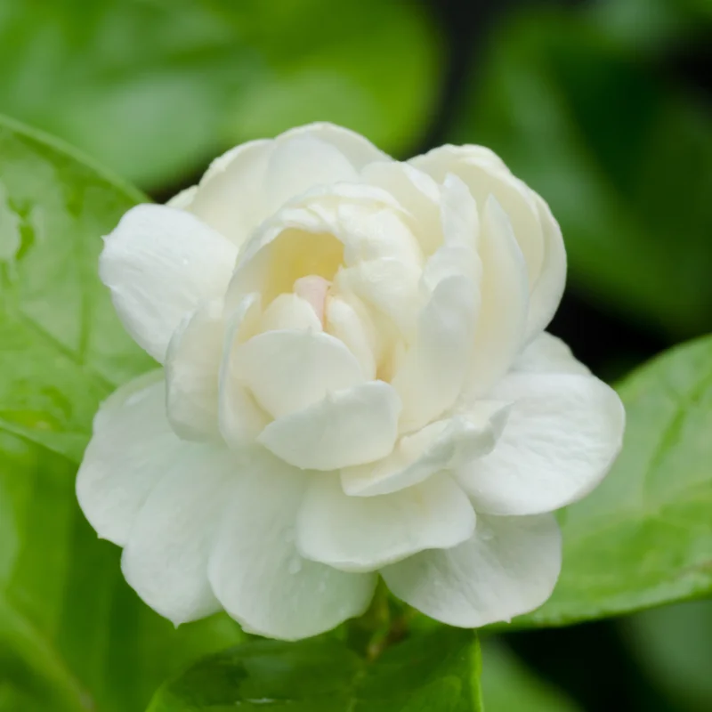 Arabian Jasmine Plant - Fragrant Vine, 12 Inch Well Rooted Live Plant