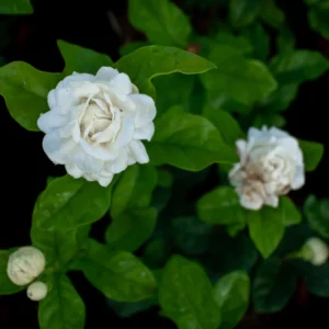 Arabian Jasmine Plant - Fragrant Vine, 12 Inch Well Rooted Live Plant
