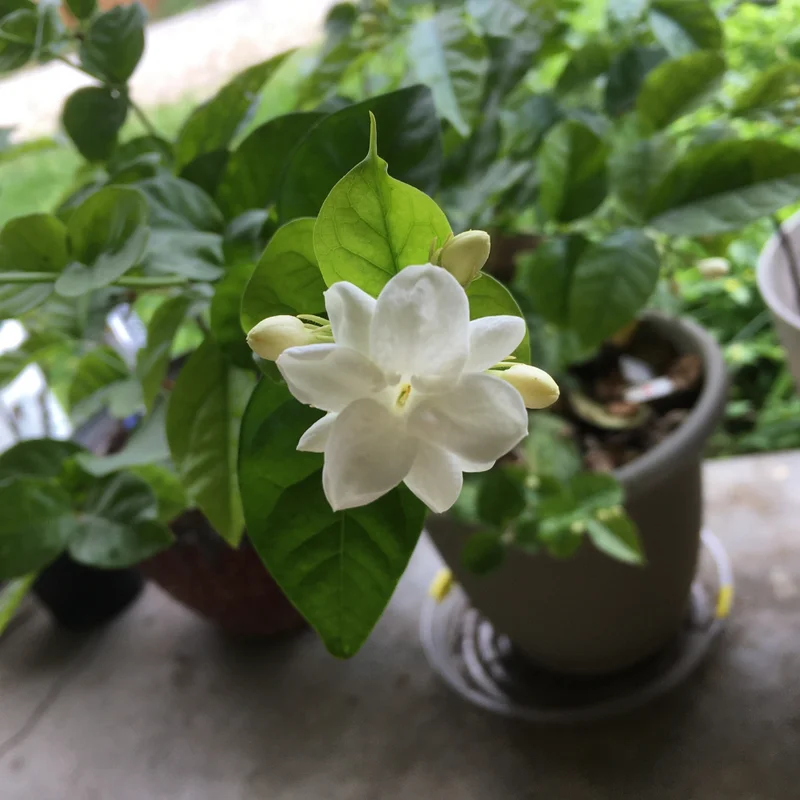 Arabian Jasmine Plant - Fragrant Vine, 12 Inch Well Rooted Live Plant