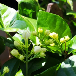Arabian Jasmine Plant - Fragrant Vine, 12 Inch Well Rooted Live Plant