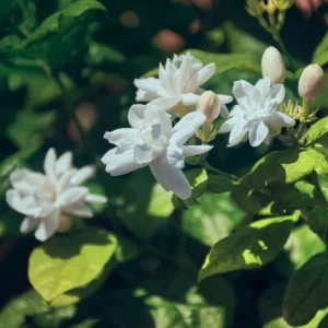 Arabian Jasmine Plant Live - 12-15 Inch Fragrant Vine Shrub - Outdoor Garden Ready