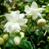 Arabian Jasmine Plant Live - 12-15 Inch Fragrant Vine Shrub - Outdoor Garden Ready