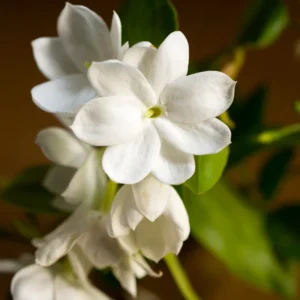 Sambac Jasmine Live Plant - 6 Inch Fragrant Flowering Shrub for Gardens