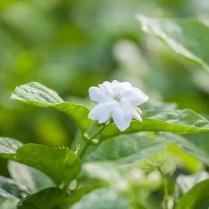 Sambac Jasmine Live Plant - 6 Inch Fragrant Flowering Shrub for Gardens