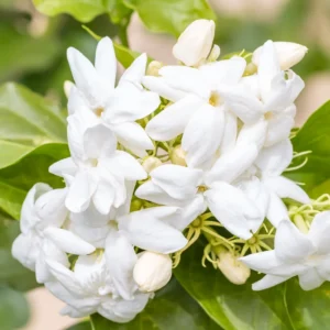 Sambac Jasmine Live Plant - 6 Inch Fragrant Flowering Shrub for Gardens