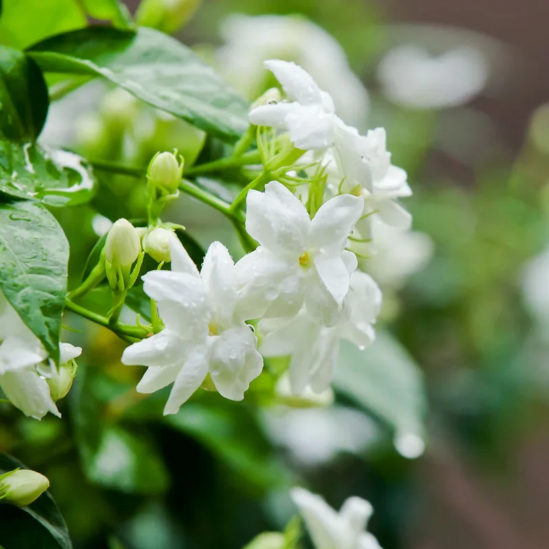 Sambac Jasmine Plant - 8 Inch Fragrant Vine for Outdoor Gardens