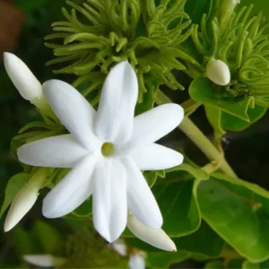 Sambac Jasmine Plant - 8 Inch Fragrant Vine for Outdoor Gardens