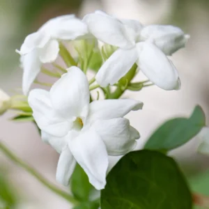 Sambac Jasmine Plant - 8 Inch Fragrant Vine for Outdoor Gardens