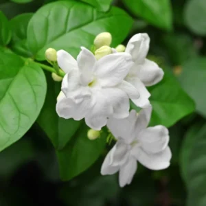 Sambac Jasmine Plant - 8 Inch Fragrant Vine for Outdoor Gardens