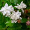 White Jasmine Live Plant 8-10 Inch - Climbing Garden Balcony Flower